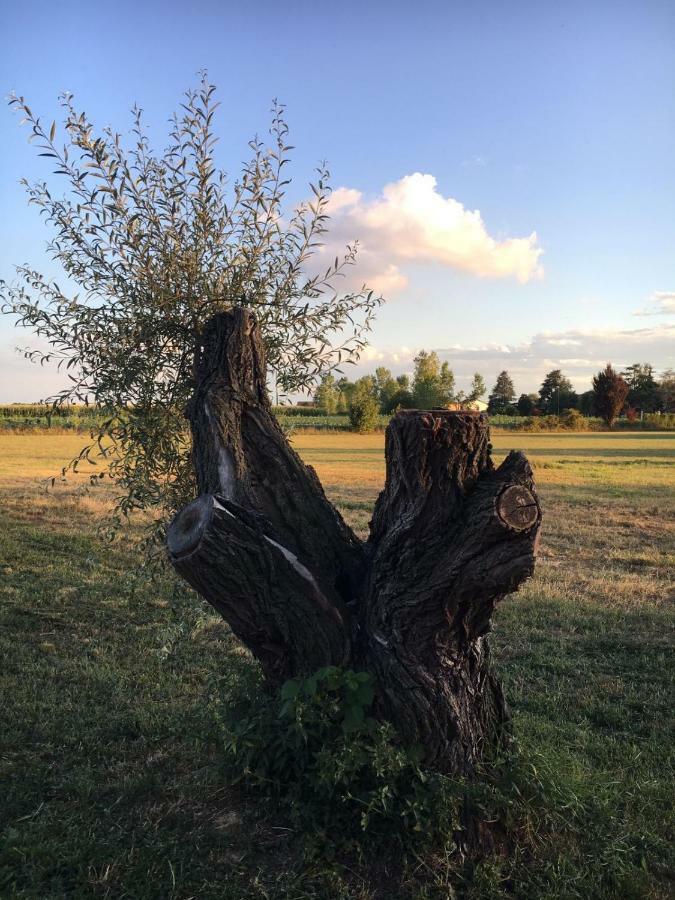 Bed & Breakfast Il Mio Gelso Villanova d'Asti Exterior foto